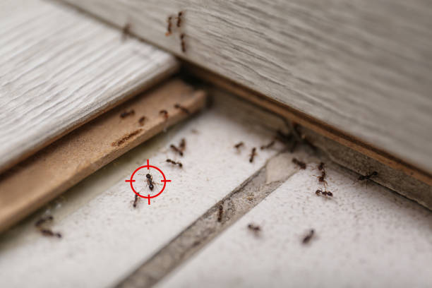 Best Flea Control Services  in New Prague, MN