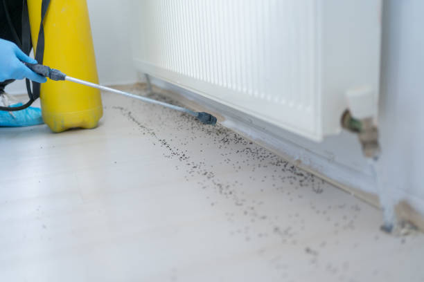 Best Bed Bug Extermination  in New Prague, MN